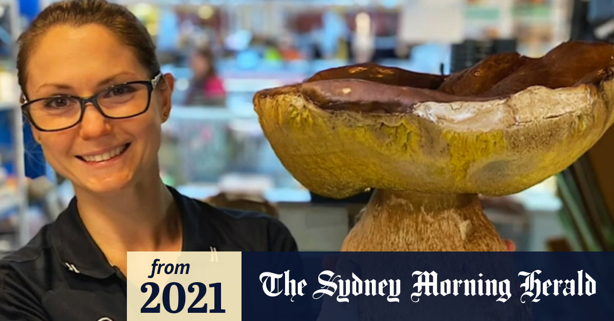 Video Giant mushroom grown in the Adelaide Hills